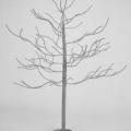 Arbre taupe 
